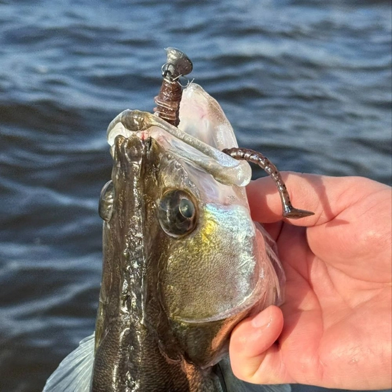 Westin Wiggle Worm Creaturebait 11cm
